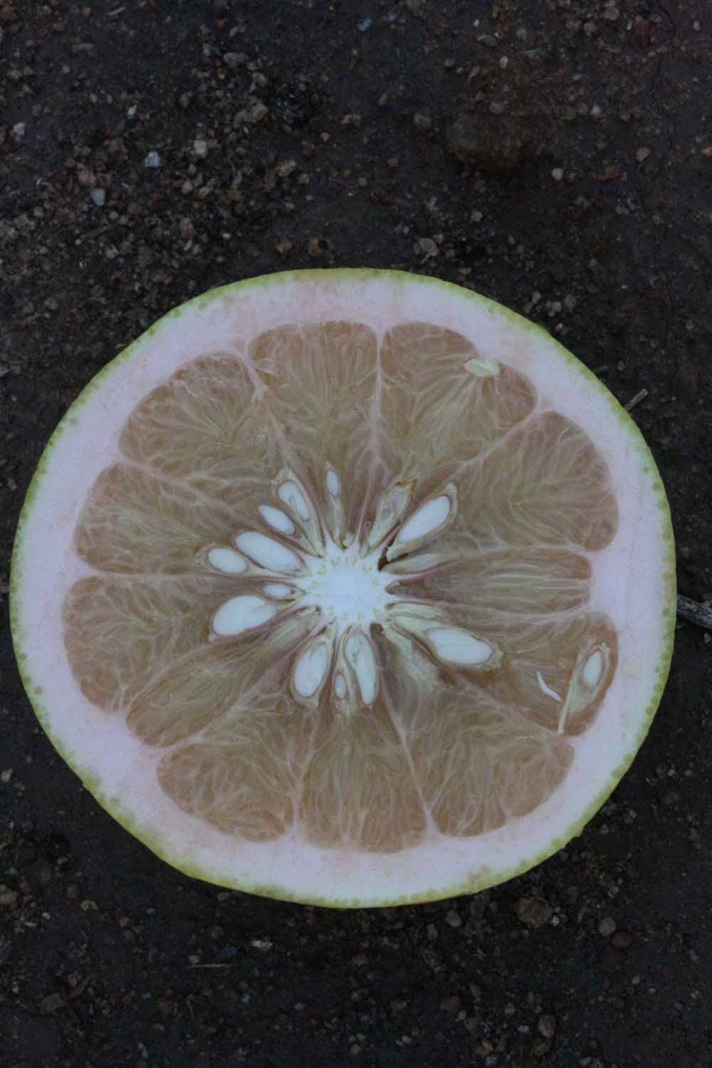              Fruit cross-section (Riverside, CA)       